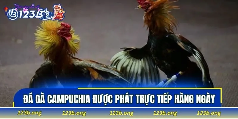 Đá gà Campuchia được phát trực tiếp hàng ngày